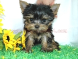 teacup yorkie